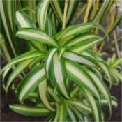 Image result for Chlorophytum lancifolium