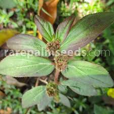Image result for Euphorbia granulata