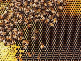 When comparing bee token to bitcoin, you may notice the price change is significantly different. World Bee Day What Will Happen If Bees Go Extinct
