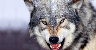 We hope you enjoy our growing collection of hd images to use as a background or home screen for your smartphone or computer or your room. Wolf Wallpaper Hd 4k Novocom Top