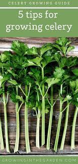 Five Tips For Growing Celery Growing In The Garden Growing Celery Celery Plant Organic Gardening Tips