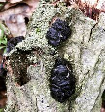 We did not find results for: January S Fungi Focus Witches Butter Warlock S Butter And Yellow Brain Woodlands Co Uk