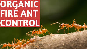 But it's completely safe for humans. Get Rid Of Fire Ants With Orange Oil Florida Gardening 101 Youtube