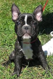 Our breeding male and female dogs are from the most sought after pedigrees for color dogs, that is carefully mixed with akc champion lines to create an amazing exotic color with the best of quality. French Bulldog Dog Breed Pictures 7