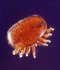 De varroamijt (varroa destructor) is een uitwendige parasiet die voorkomt op insecten, maar zich alleen voort kan planten op het broed van honingbijen. Varroa Wikipedia