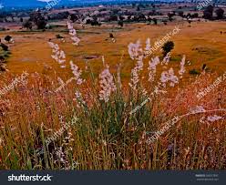 Image result for Tricholaena