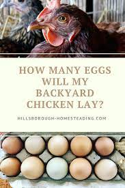 For hens with yellow pigment in the skin, such as rhode island reds and plymouth rocks, the level of pigmentation is a good indication of where the hens are in the production cycle. How Many Eggs Do Backyard Chickens Lay A Day A Month A Year A Lifetime Plus A Bonus On How To I Chickens Backyard Best Egg Laying Chickens Raising Chickens