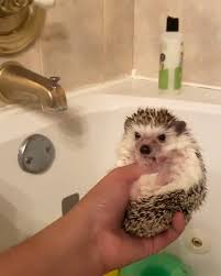 hedgehog taking a hogwash bath