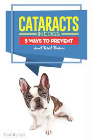 Cataracts In Dogs: 5 Ways To Prevent And Treat Them – Top Dog Tips