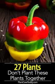 27 Plants That Don T Like To Mix It Up Incompatible Plants Growing Bell Peppers Organic Gardening Tips Home Vegetable Garden