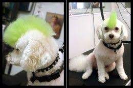 Dog Hair Dye Information Products And How To Dye Your Dogs Hair Safely Dog Hair Dye Dog Dye Dog Haircuts