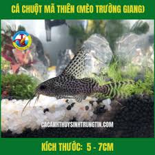 Cá Chuột Mã Thiên (Cá Mèo Trường Giang Sao)