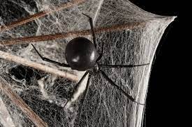 Browse 102 black widow spider web stock photos and images available, or start a new search to explore more stock photos and images. Black Widow Spiders National Geographic