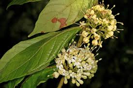 Image result for Keetia gueinzii