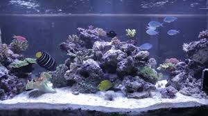 Browsing other aquascapes can help you decide what style and. Reef Tank Aquascape Youtube