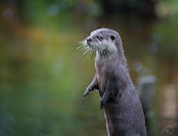 Pin On Animal Photos