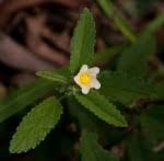 Image result for Sida chrysantha
