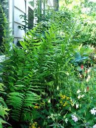 Image result for Dryopteris antarctica