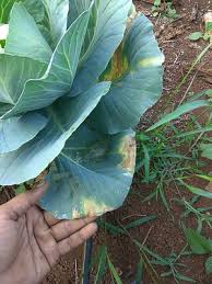 علماء بريطانيون يكشفون عن الأطعمة القاتلة. Ø§Ù„Ø¹ÙÙ† Ø§Ù„Ø£Ø³ÙˆØ¯ Ø§Ù„Ø¢ÙØ§Øª ÙˆØ§Ù„Ø£Ù…Ø±Ø§Ø¶