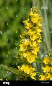 Image result for Myrsinaceae