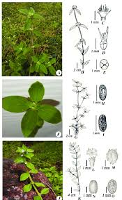 Image result for Mitracarpus