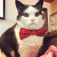 Black And White Cat With Bow Tie Black And White Cat Wearing A Red Polka Dot Bow Tie Gorgeous Cats Creepy Cat Fluffy Cat