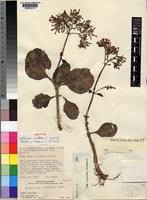 Image result for Kalanchoe lateritia