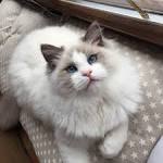 Ragdoll Cat Breed Profile | Petfinder
