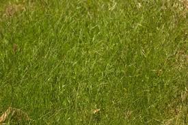 Image result for Eriochloa fatmensis