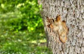 For this tree at least one third of should have a ring of mouse proof holes above the mulch for ventilation, and should not be in general contact with the bark of the tree. How To Save A Tree With Damaged Bark Lovetoknow