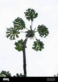 Image result for Cecropia pachystachya