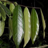 Image result for Dasylepis