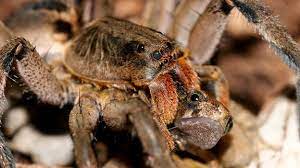 Most eat rodents, after either killing them with venom or squeezing them to death in constricting coils. Bbc Earth Monstrous Spiders And Centipedes That Prey On Large Animals