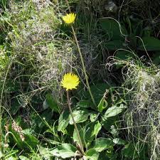 Image result for Haplocarpha