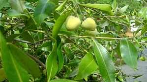 Image result for Peponium vogelii
