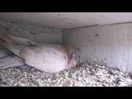 Baby Pigeon And Taking Care Of Babies Pigeon Baby Pigeon Taking Care Of Baby Pigeon