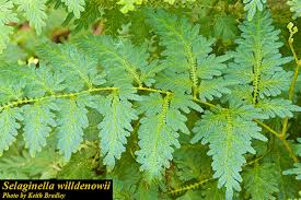 Image result for Selaginella dregei