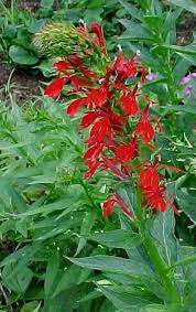 See more ideas about perennials, sun perennials, full sun perennials. Perennials For Season Long Bloom