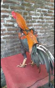 Ayam Bangkok F1 Super Lok Animals Bangkok