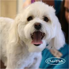 Gasp I M So Beautiful Now That I Ve Been To Club Mutts For My Monthly Groom Clubmutts Happytails Grooming Doggro Dog Grooming Happy Tails Dog Bath