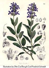 Sage Salvia Officinalis Good Health And Long Life Ilustracao Botanica Desenho Botanico Desenhos Botanicos