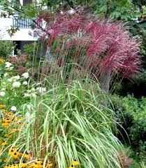 Das besondere feinhalm chinaschilf ist bei uns schon jahrelange bekannt, es. Miscanthus Sinensis Red Chief Chinaschilf Graser Pflanzen Versand Harro S Pflanzenwelt Kaufen Bestellen Online