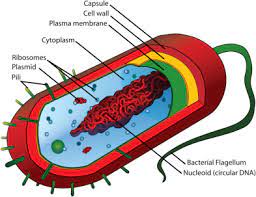 Slime Layer An Overview Sciencedirect Topics
