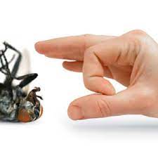 Free planning assistance · pest control since 1950 9 Natural Ways To Get Rid Of Flies Both Inside And Outside