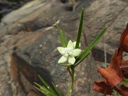 Image result for Kanahia