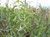 Image result for Barleria lancifolia