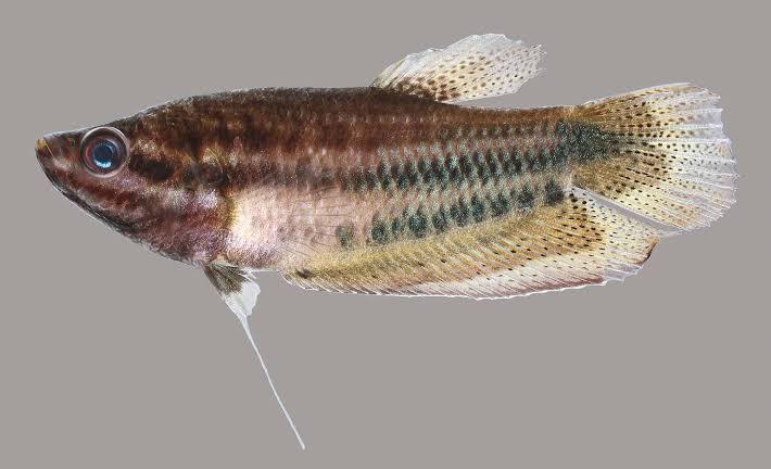 Croaking Gourami – Discover Fishes