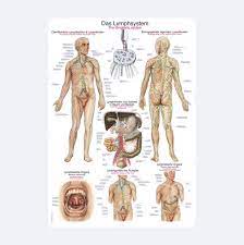 Das lymphsystem ist für die intakte immunreaktion des organismus zuständig. Lehrtafel Das Lymphsystem Des Menschen Rudiger Anatomie 1152203