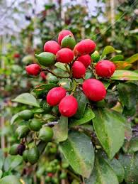 Image result for Gnetaceae