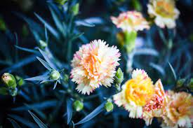 All About Carnations Floraqueen